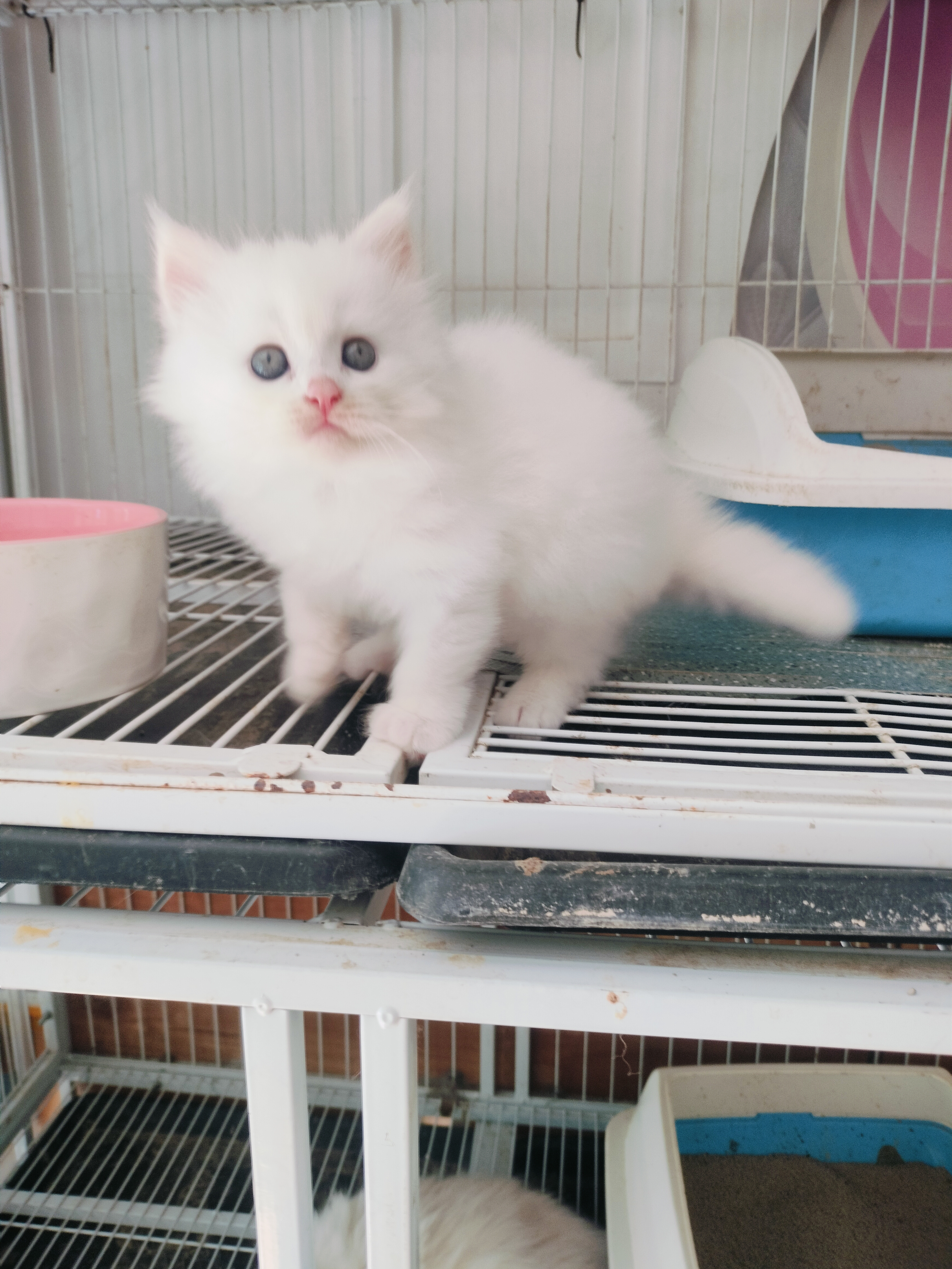 纯白西伯利亚森林猫，五粉没有一根杂毛。